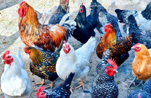 Arrowhead Country Cabins - Foto 8