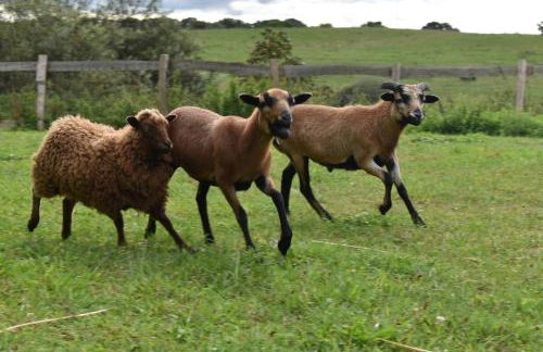 Neu renoviert: 11 Zimmer mit großer Wohnküche, mitten in der Natur - Foto 40