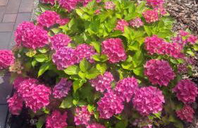 TheFerienwohnungen mit Balkon oder Terrasse - Foto 57