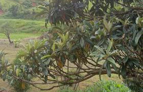 Sítio Vô Nono - Foto 5