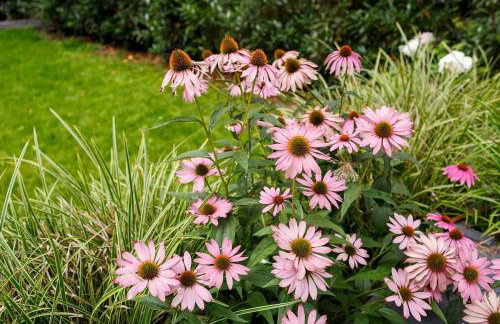 Villa Aleksandrow SPA - Foto 18