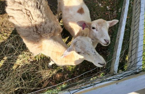 White Mountains Getaway with amazing views! - Foto 34