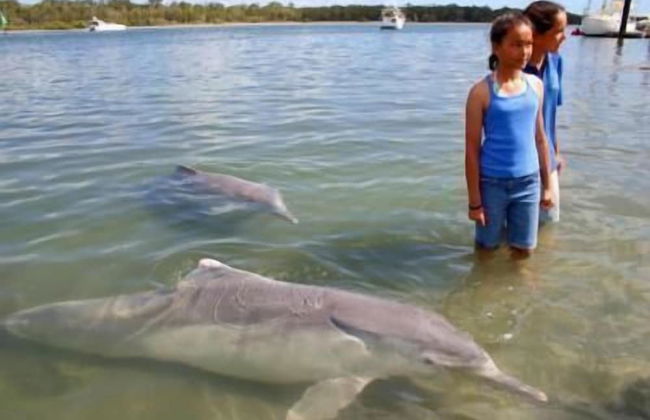 Dolphin Waters Tin Can Bay - Foto 26