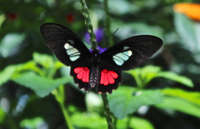 Butterfly Conservatory - Photo 1