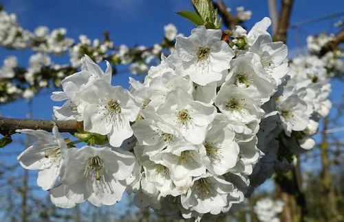 Ferienwohnung Rudis Obstgarten - Foto 23