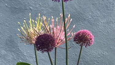Bramble Cottage on the edge of Exmoor - Foto 4, Garden