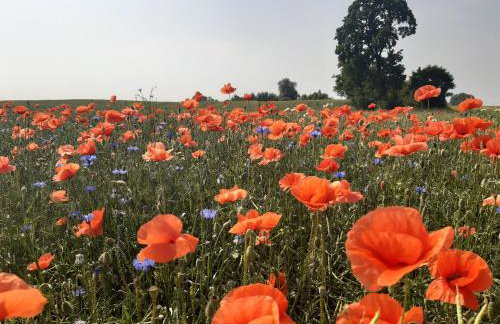 Dziki brzeg Jezioraka - Foto 31