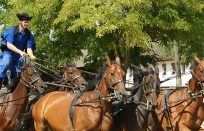 Escursione alla Pusta e spettacolo equestre - Foto 1