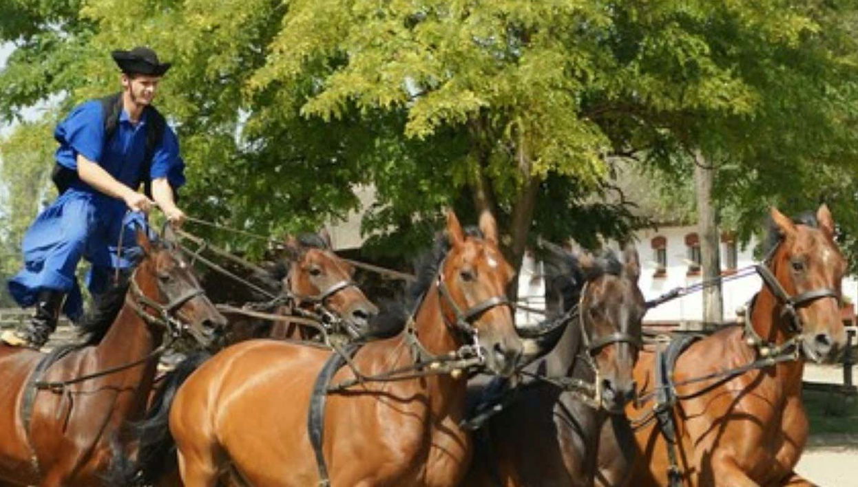 Escursione alla Pusta e spettacolo equestre