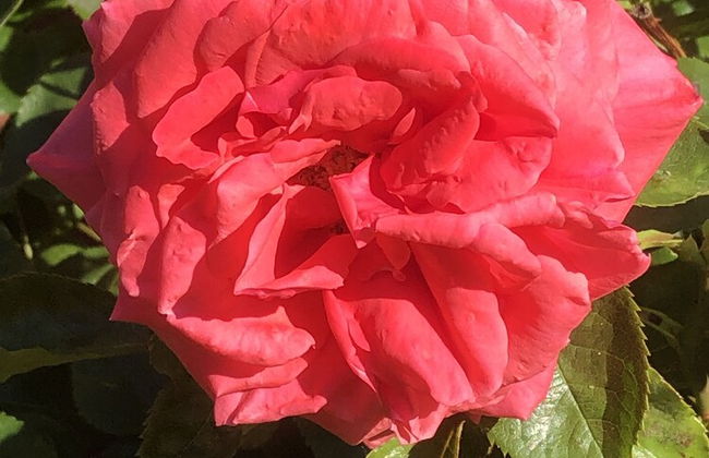 Ferienwohnung Dettum - Foto 38