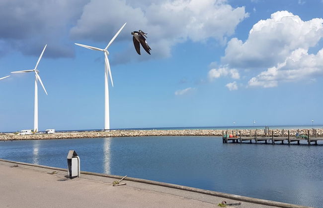 "Golubinka" - 500m from the sea - Foto 5