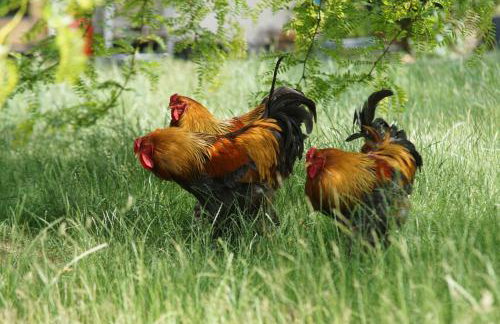 Stunning 16th Century Farmhouse in Suffolk - Foto 39