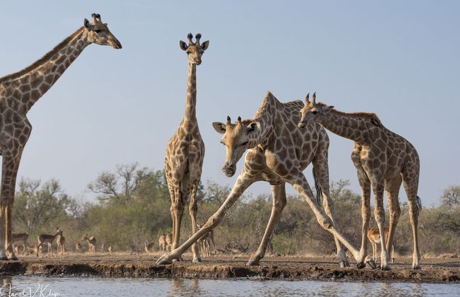 Euphorbia Mashatu - Foto 24