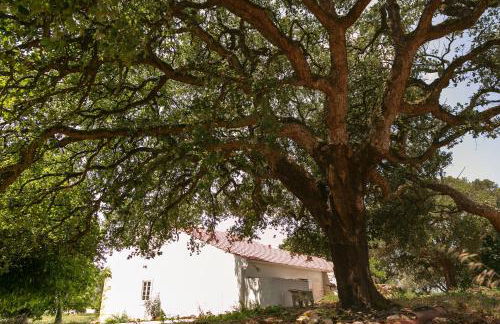 Pátio Serrano - Foto 58