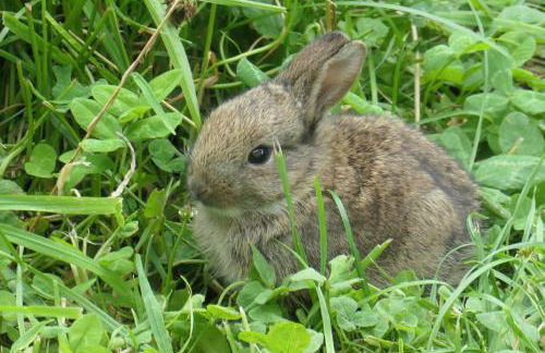 Ferienwohnung Bambuswald Ferienhof Geltinger Bucht - Foto 29