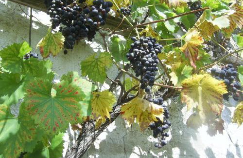 "Koziołek Suchodołek" - Foto 39