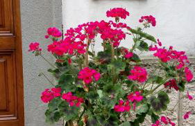 Casa Bartolacci Charme in Bivigliano (Near Mugello and Florence) - Foto 9