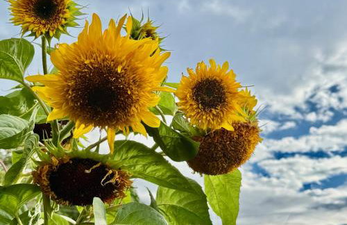 Blū House - Foto 29