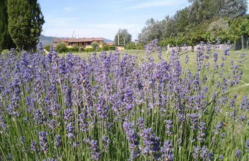 il Chiassetto Agriturismo No Kids - Foto 76