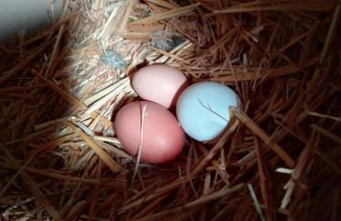 La Pomella - Foto 45