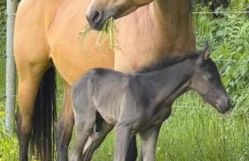 Ferienwohnung mit sonniger Dachterrasse am Pferdehof - Foto 1