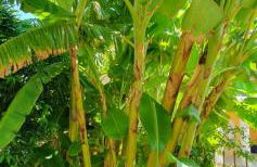 Helen of Troy House - Foto 55