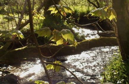 Cambrian Cottages - Charming Countryside Barn - Photo 135