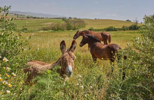Finca La Fuensanta - Foto 71