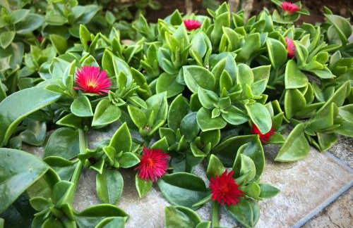 Villa Avgerini Paxos - Photo 66