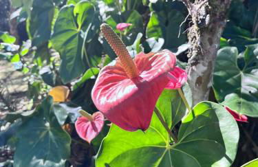 Chalé Gaia - Hospedagem Itatiaia - Photo 54