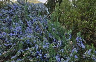 Farfalle in fiore Guesthouse - Foto 2