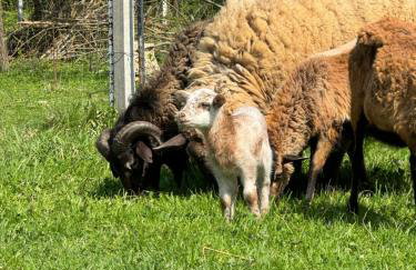 Agroturystyka u Babci - Photo 20