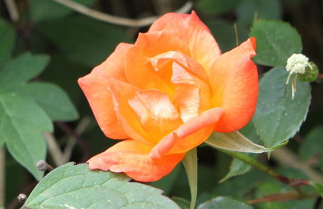 Kirklands Cottages - Foto 19