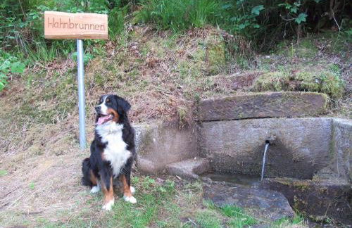 Ferienwohnung-Schoenmuenzblick-Urlaub-im-Nationalpark-Schwarzwald-Schwarzwald-Plus-inklusive - Photo 36