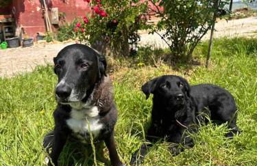 Scheune im Grünen - Foto 13