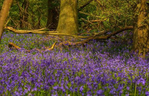 Mulberry Cottage - Photo 12