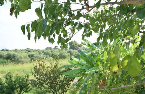 Ktima Βilioni - Foto 42