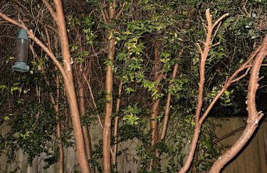 Holly Tree Cottage in Glastonbury - Foto 44