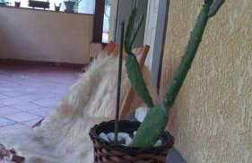 Casa em Teresopolis - Foto 37