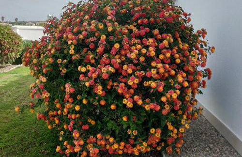 Alma Caños de Meca - Foto 37