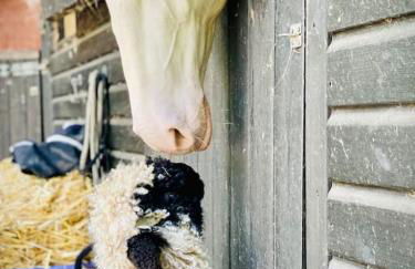 Gorstage Meadows Luxury 2 Bedroom Lodge in Rural Cheshire - Photo 14