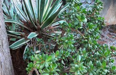 Casa Gazzano - Photo 53