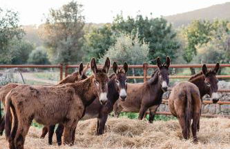 Finca Es Cabas - Foto 9