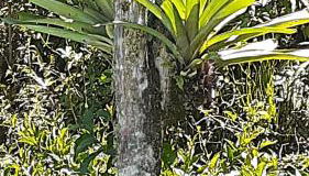 Loft Aconchego da Serra - Foto 5