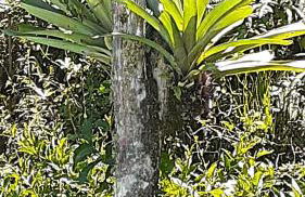 Loft Aconchego da Serra - Foto 5