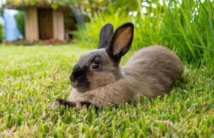 The Goat's Place III - Foto 8