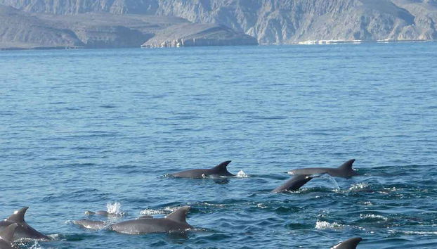 Dolphin Cruise - Photo 3