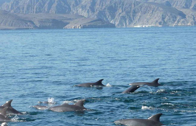 Delfin-Kreuzfahrt - Foto 3