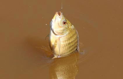 Chales em Salesopolis - Recanto da Barra - Foto 67