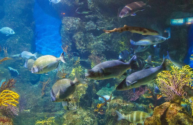 L’Aquàrium de Barcelona - Foto 1